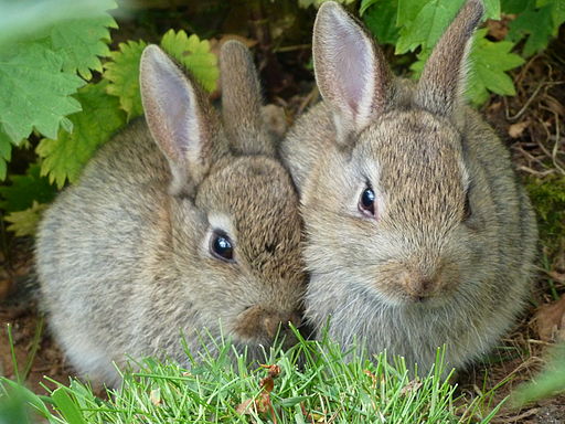 More erm rabbits