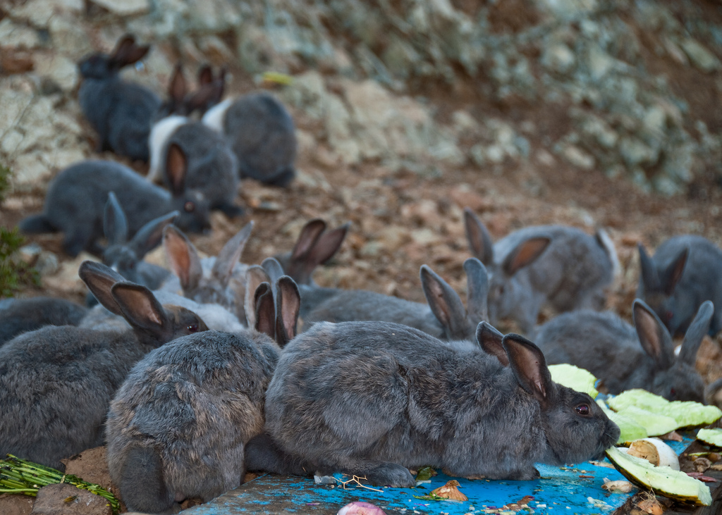 Scaling like rabbits